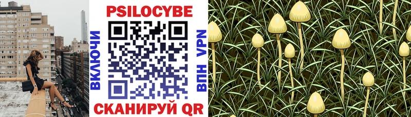 хочу   Коломна  Псилоцибиновые грибы Psilocybe 